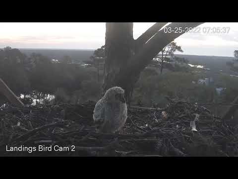 Savannah GHO Nest - Practice, Practice