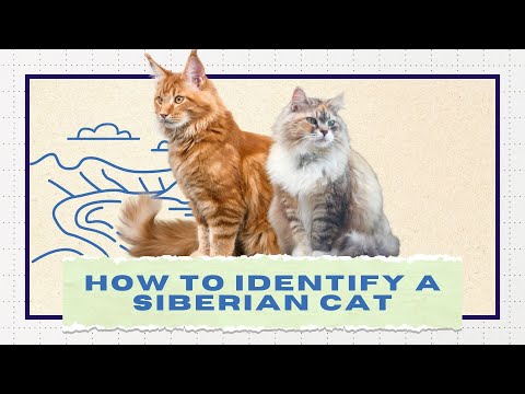 Simple Steps 🦁 How to Identify a Siberian Cat