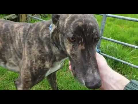 Paddy al rifugio di LAW