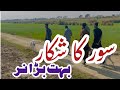 Wild Bore Hunting In Pakistan SOOR KA SHIKAR