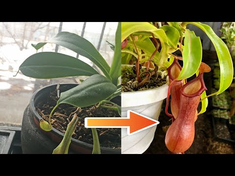 Revitalizing a Pitcherless Nepenthes
