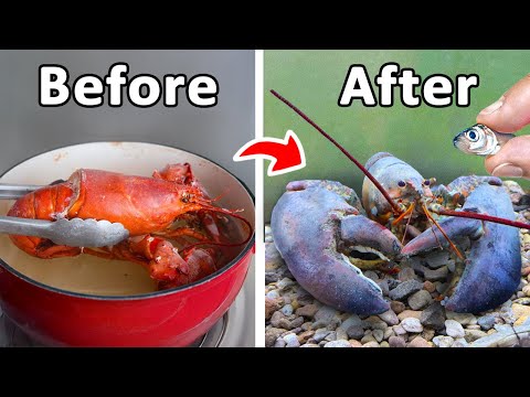 I Raised a Grocery Store Lobster as my Pet