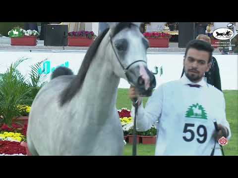 N 59 MOTATRA AL ENAYA   2021 KING ABDULAZIZ ARABIAN HORSE CENTER SHOW   Yearling Fillies Class 1D