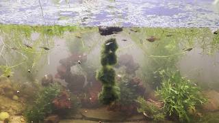 Floating Marimo Moss Ball Gardening