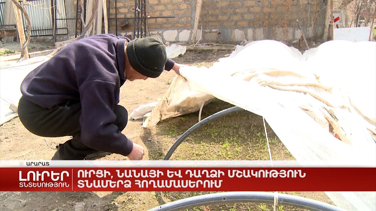 Ուրցի, նանայի և դաղձի մշակություն տնամերձ հողամասերում