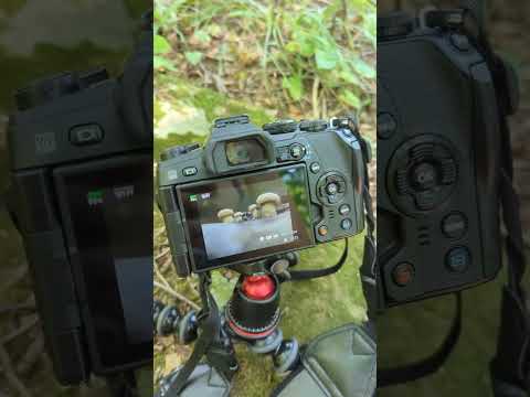 the tiniest lil mushroom 🍄 #mushroom #mycology #outdoors #macrophotography