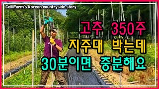 고추 말뚝 망치로 언제 다 박아요 70개 30분이면 가쁜하게 끝 첼리팜 시골이야기 CelliFarm's Ko…