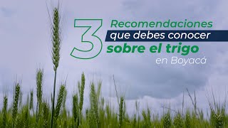 Miniatura de Recomendaciones para la siembra de trigo en Boyacá