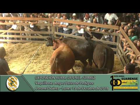 15-10-18 Venta de Vaquillonas Angus P.P. - Expo Coronel Suárez - Coronel Suárez