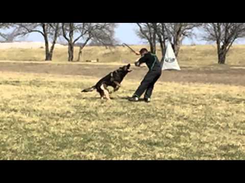 BCPK9 - Marek Kustar