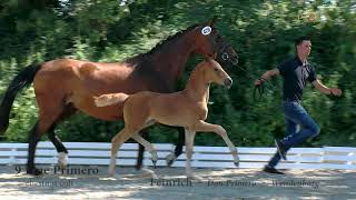 Video of Fine Primero