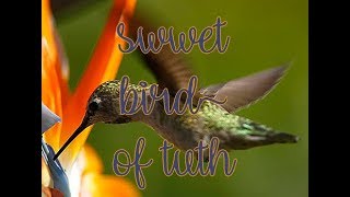 The The &quot; Sweet Bird Of Truth&quot;