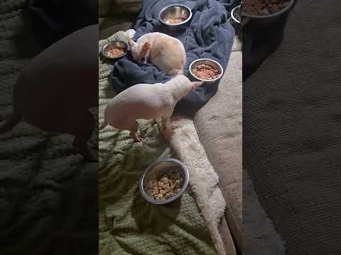 Bunny has opinions on barkfast.