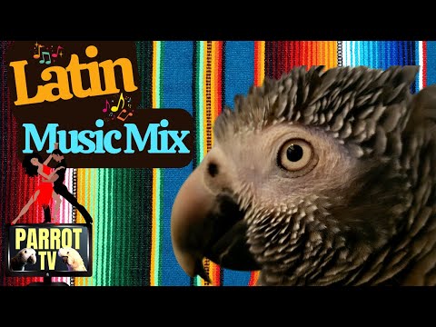 Latin Music Mix for Birds | Feel Good Music for Your Bird Room | Parrot Town Comfort Bird TV 💃🏻