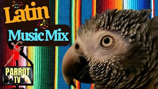 Latin Music Mix for Birds | Feel Good Music for Your Bird Room | Parrot Town Comfort Bird TV 💃🏻
