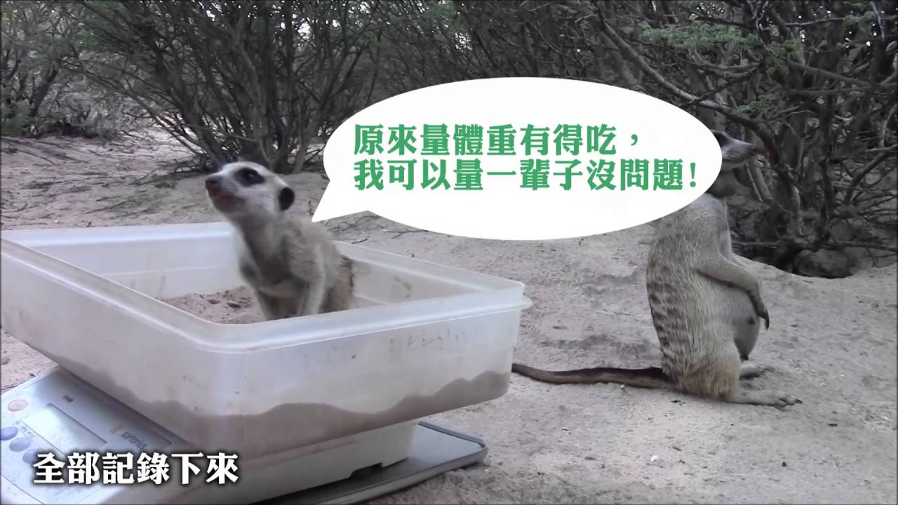 狐獴怎麼量體重？「牠」親自示範給你看