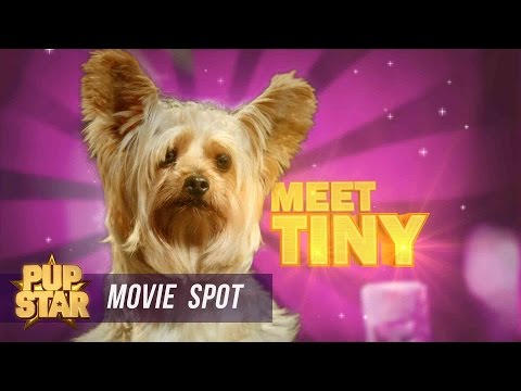 Pup Star - Meet Tiny