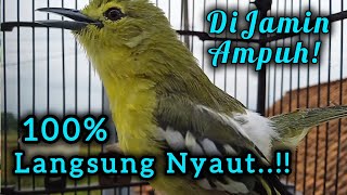 Download lagu Sirtu Gacor suara Paling Ampuh Untuk Pancingan SIRTU, SIRPU Lain Langsung Emosi. mp3 Download lagu Sirtu Gacor suara Paling Ampuh Untuk Pancingan SIRTU, SIRPU Lain Langsung Emosi. mp3