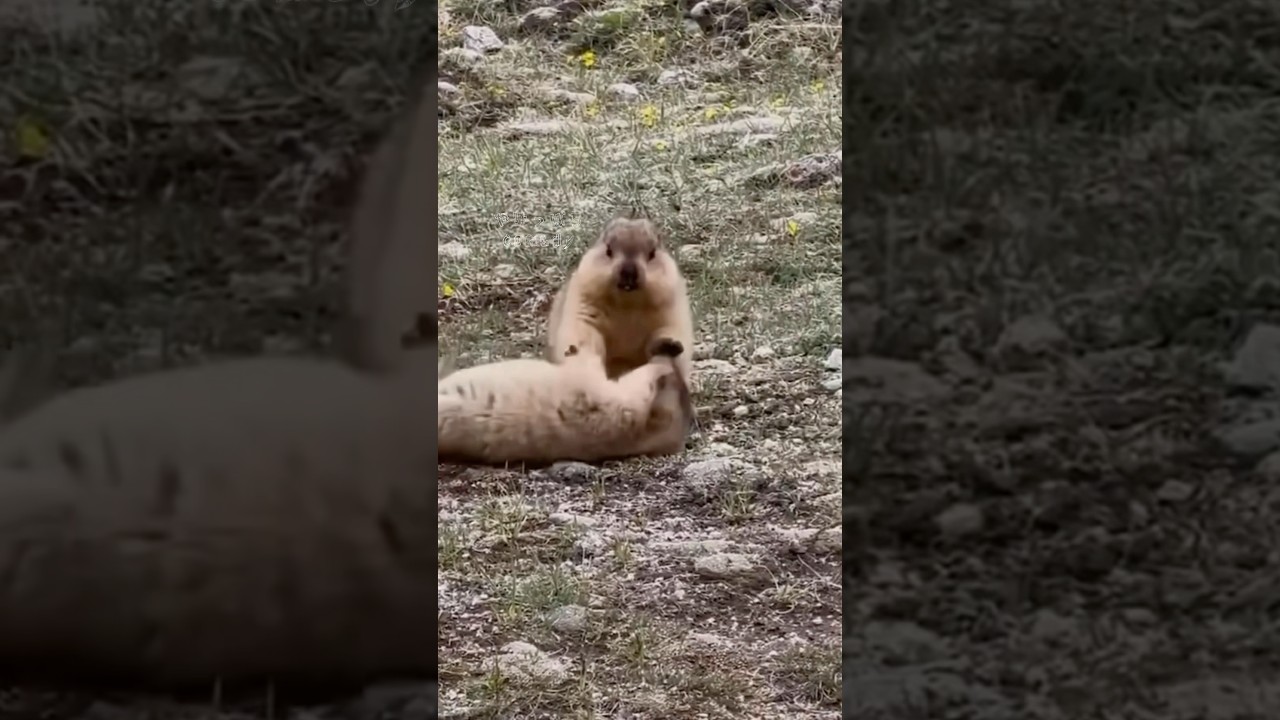 【ほんまかなぁ】#マーモット #marmot #野生動物 #野生 #お菓子 #スナック #shorts #comedy #アフレコ