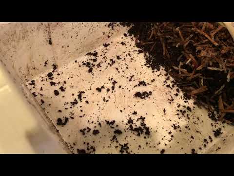 HARVESTING MY INDOOR BIN VIA THE HORIZONTAL MIGRATION METHOD.