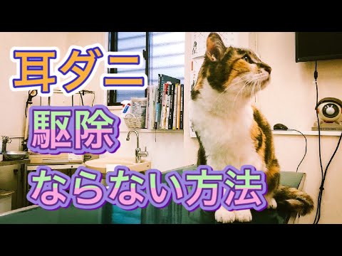 猫の耳の黒い耳垢 - 原因と治療法