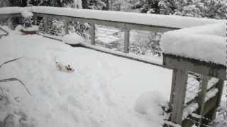 preview picture of video 'Cute Toy Puppy meets deep snow for 1st time. Cute video.'