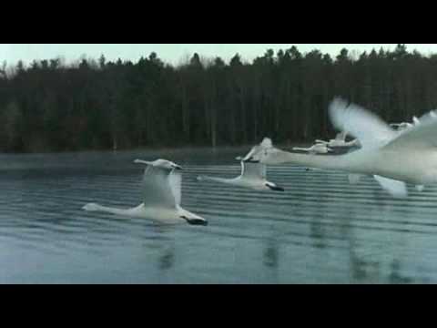 Swans - from "winged migration"