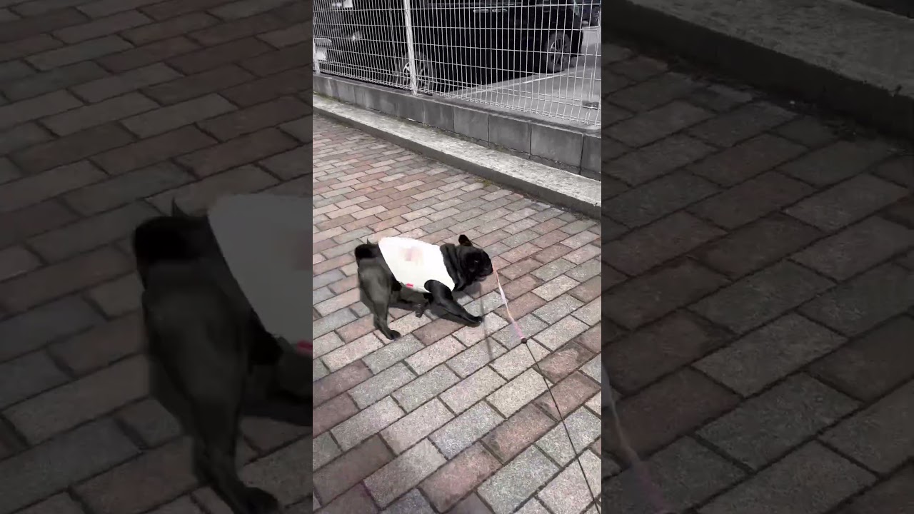 ノリノリお散歩🐶 #cutedog #dog #パグ #pug #puppy #柴犬 #doggie #shibainu #walking #お散歩 #funny #散歩 #healing #いぬ