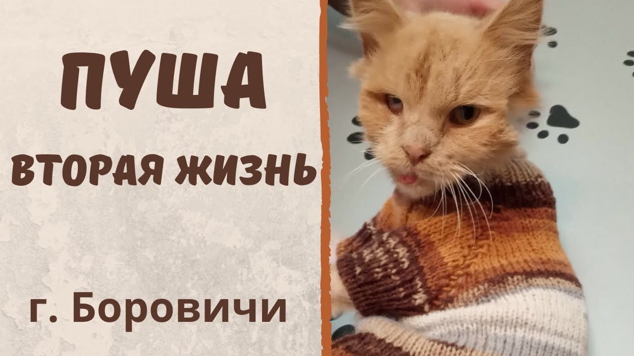 Волонтеры из Боровичей спасли котенка Пушу.
