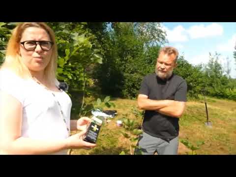 Youtube videoe BLACKJAK huminės rūgštys įsišaknijimui, 5000 ml