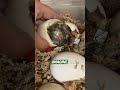 Kiwi Birds Lay Eggs Bigger Than Their Own Body #wildlife #shorts