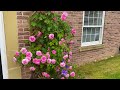 GERTRUDE JEKYLL English Climbing By Davidaustinroses Rose For Doorway England 8b Climbingrose