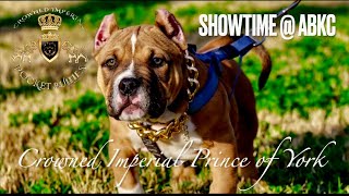 Muscle Pocket American Bully Puppy Crowned Imperial Pocket Bullies Prince of York Top Best Most ABKC