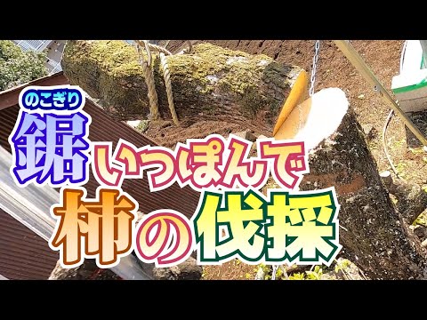 園芸 トウダイグサの木を切る