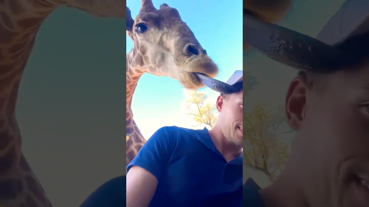 Some of the craziest, most funny animal videos that the internet has to offer