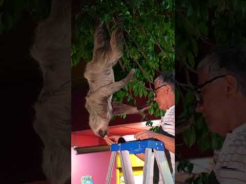 Osos perezosos en el parque principal de Solita Caquetá