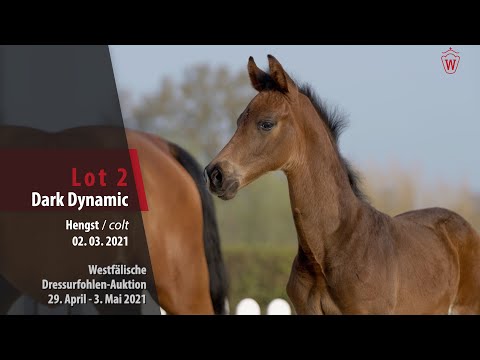 Westphalian Dressage Foal Auction Lot 2 Dark Dynamic HF v. Dynamic Dream - Captain Collin