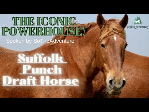 , title : 'Suffolk Punch Draft Horse, An Iconic Powerhouse ~ Spoken by SoTheAdventure'