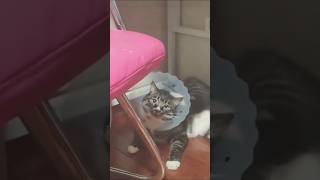 #cat   #catshorts #猫のいる暮らし #猫動画  #猫 #貓 #可愛い #搞笑 #funny #kucing #kucinglucu