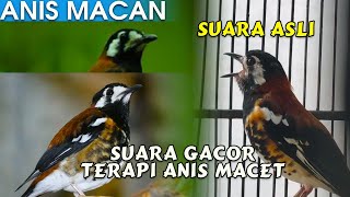 Download lagu TERAPI BURUNG ANIS MACET! ANIS MACAN GACOR SUARA ASLI mp3