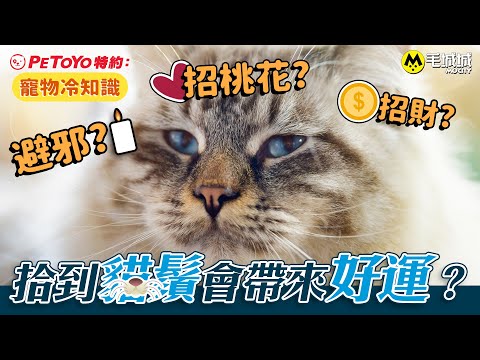 貓鬍鬚 招財