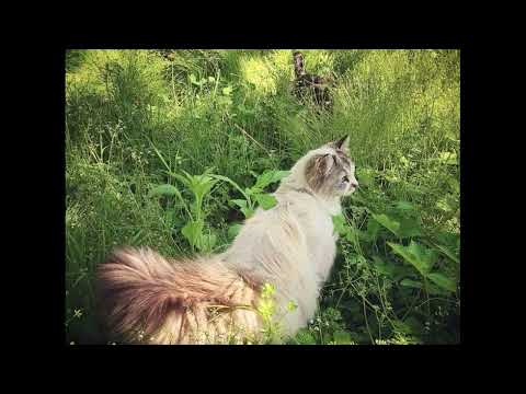 [free] *hyperpop* midwxst x glaive x hyperpunk type beat "alloy" (prod. aevumm)