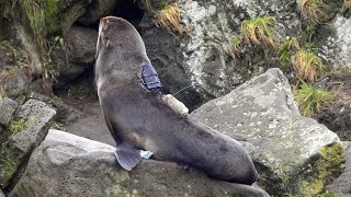 PNAS Science Sessions - Animal's eye view of the ocean