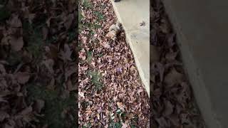 Schnorkie Puppies Videos