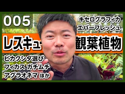 園芸 葉のない極楽鳥