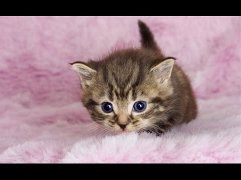 Cute Videos Of Cute Baby Animals Compilation 2016 Best Of Cute Videos Of Cute Baby Animals Compilation 2016 Best Of