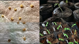 How I germinate my pepper seeds using paper towel.