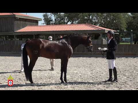 210717 4 Maravilha JFS - Aprovação de Garanhões