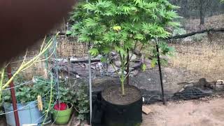 Last day of All Gas OG