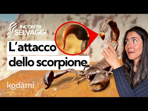 How poisonous are scorpions (really): how they attack and why they enter homes